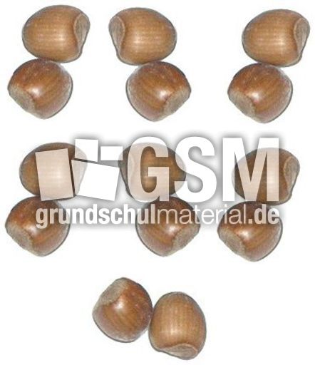 Haselnüsse-7x2.jpg